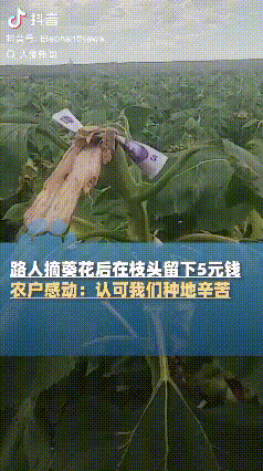 讲究人！新疆塔城，一农户发现自家地里的向日葵被人摘走，但枝头上却整齐地卡着5块钱