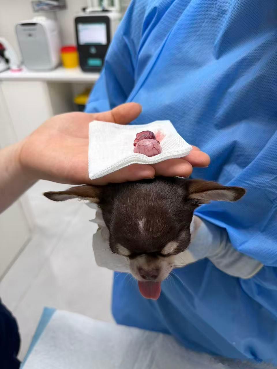 宝子。。妈对不起你。。还没让你真正交配就给你🥚嘎了。。。虽然我平时就觉得你挺大