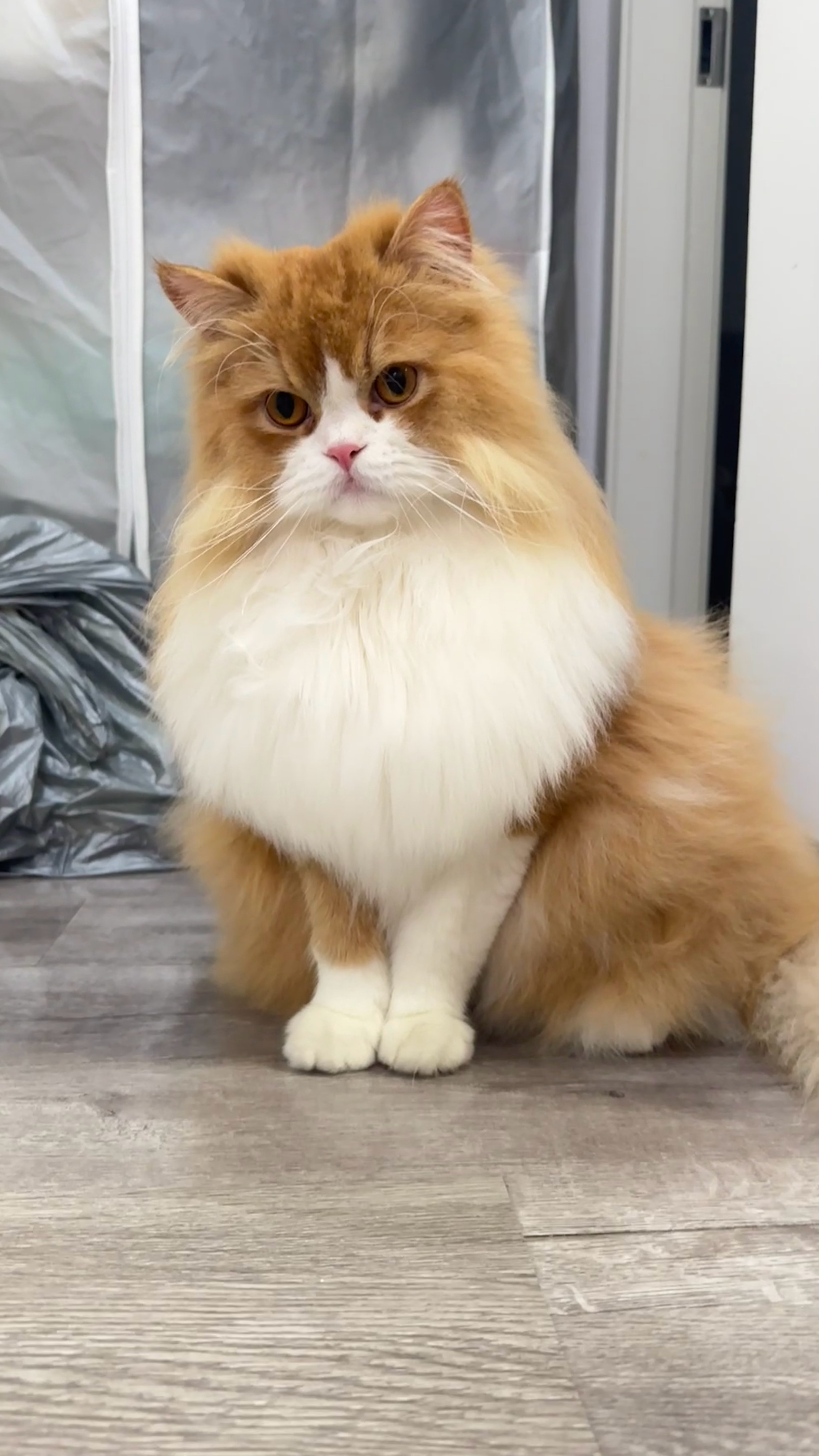 每日萌宠打卡萌宠我是爱心小猫猫🐱