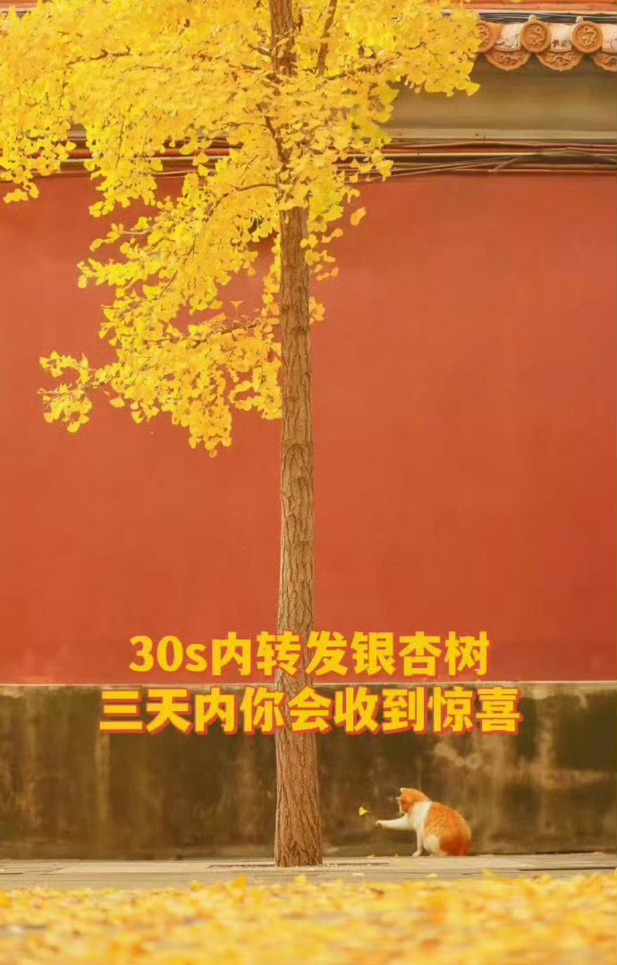 银杏树请不要无视，说明你的运势开始上升 