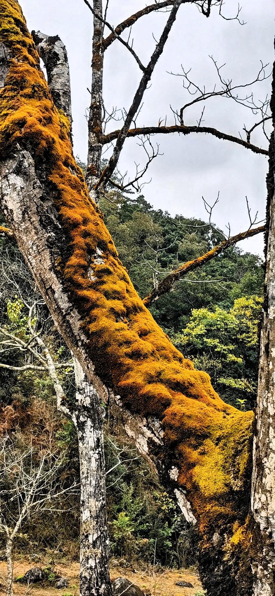 苔藓覆枝头，岁月静好间。走进那片静谧的树林，目光被这些覆着苔藓的树木紧紧吸引。每