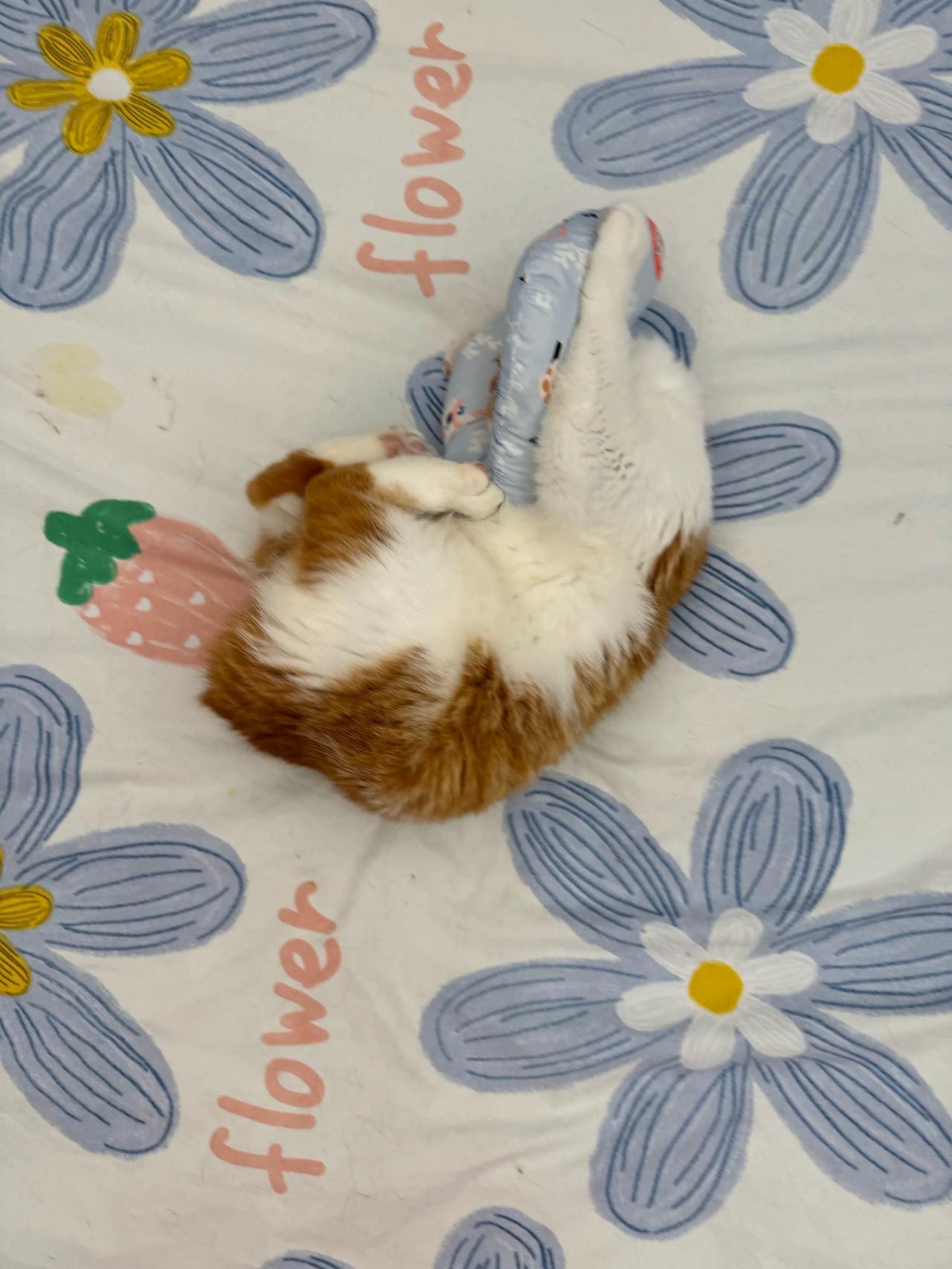 小猫咪对付伊丽莎白圈有亿套！
#养猫点滴分享# #萌宠# #猫咪#