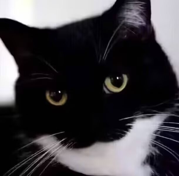 大伙以后别笑川宝了，吹爆的“深度权谋”网文有哪个主角不是懂王附体怒刚deep s