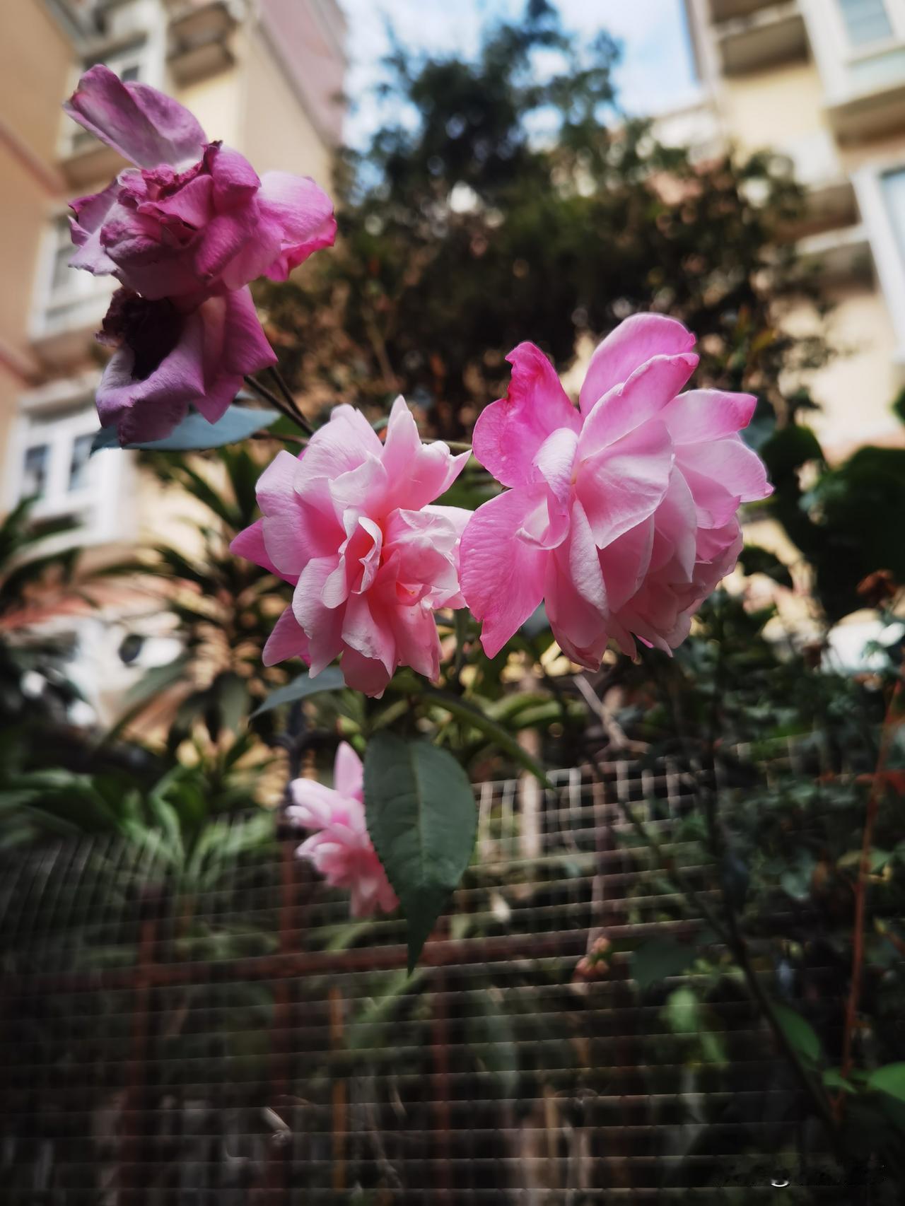 篱笆墙边的月季花，粉粉的很好看，朵朵娇艳，花瓣多，渐变色尤其好看，既是围栏，又是