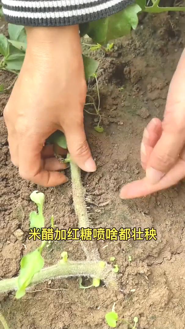 米醋加红糖喷啥都壮秧。
米醋加红糖喷啥都壮秧。今天给大家分享一个生根壮棵的小妙招