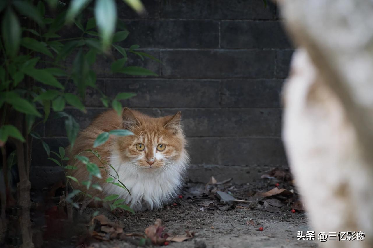 可爱的小猫咪