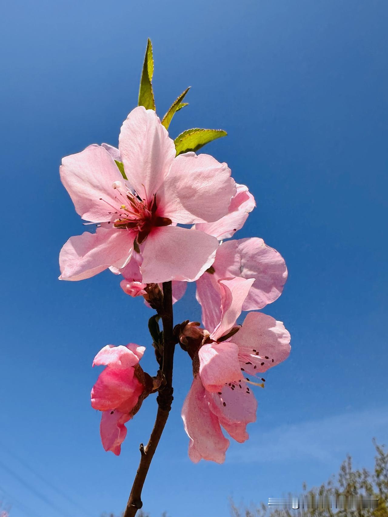春天果然跟桃花更配，天津空港经济区七彩花田的桃花开的正艳，配上和煦的春风，真是舒