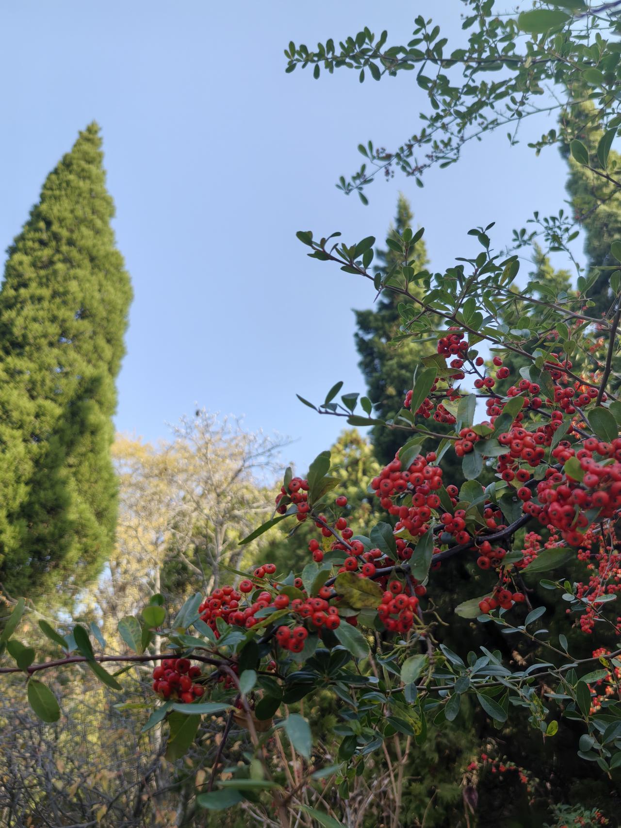 昨天的收益出来了，惊喜的发现竟然多了一笔额外收入:5元激励。

这笔巨款如果放在