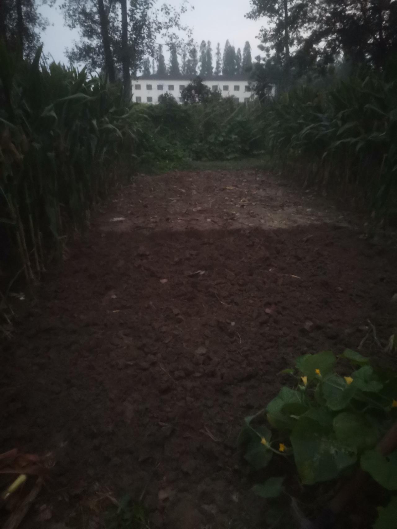早晨五点半来到菜园，天才刚刚亮。
我接着昨晚挖的菜地开始挖。

我以为早晨凉快，