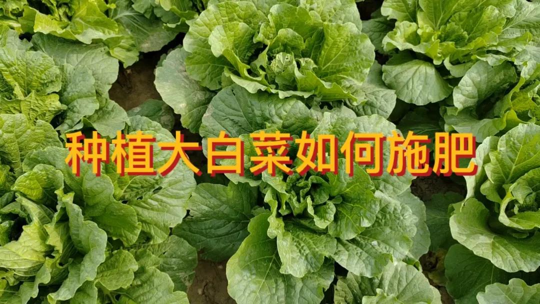 #种植白菜底肥和追肥用什么肥料好?#种植大白菜，底肥可选用腐熟的有机肥，如厩肥、