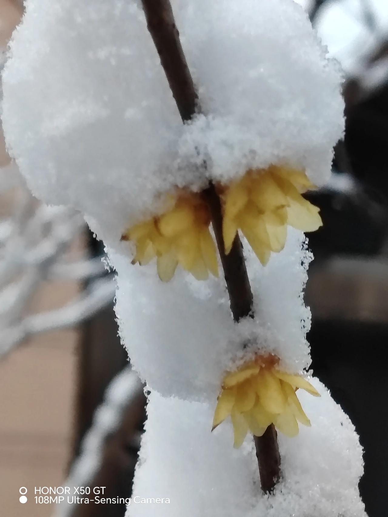 雪中老梅仍精神
