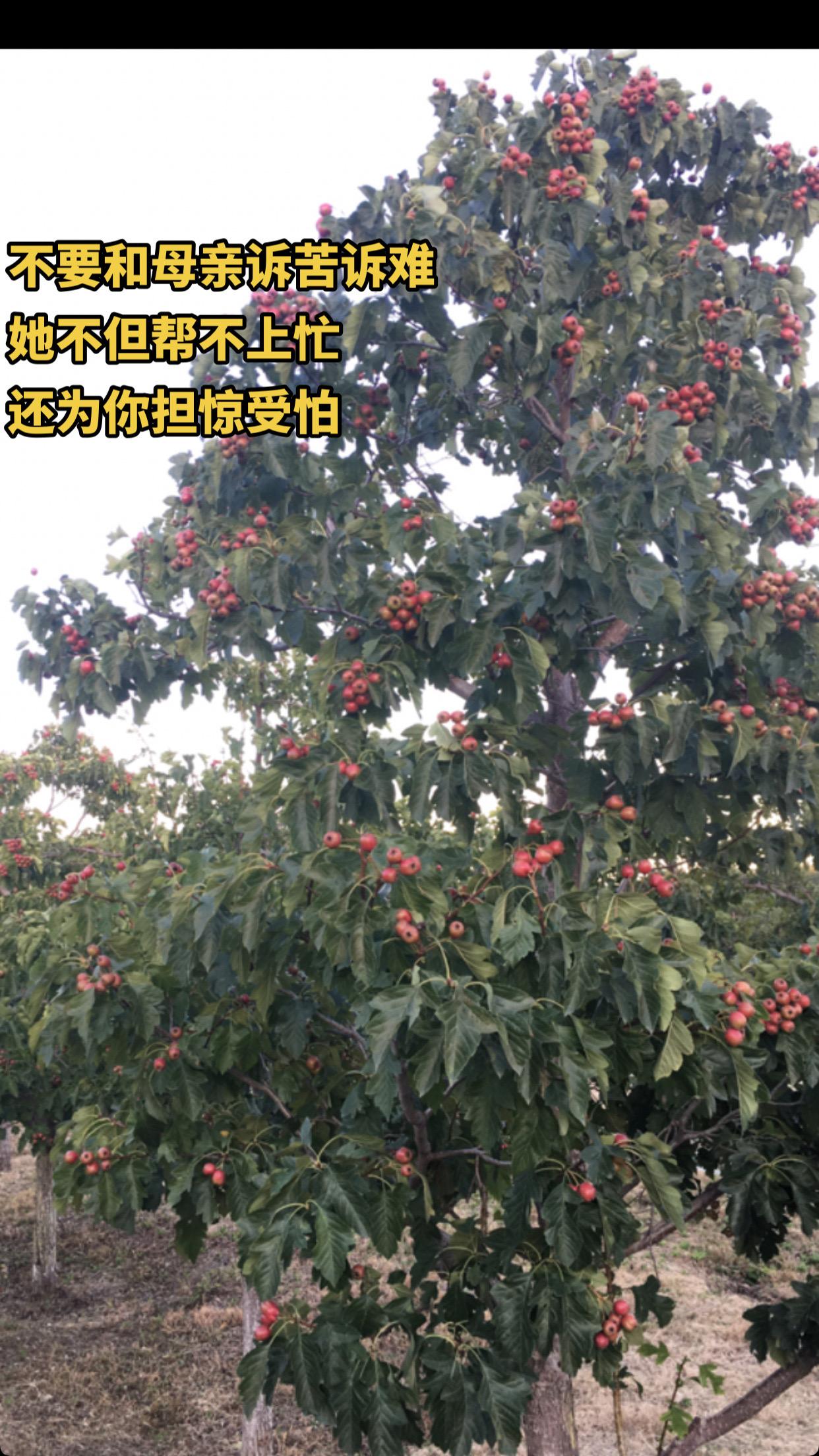 山楂红了