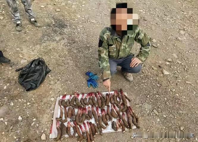 为了一点贪念，竟狠心挖走486株固沙的屏障。荒漠生态本就脆弱，经不起这样的索取。