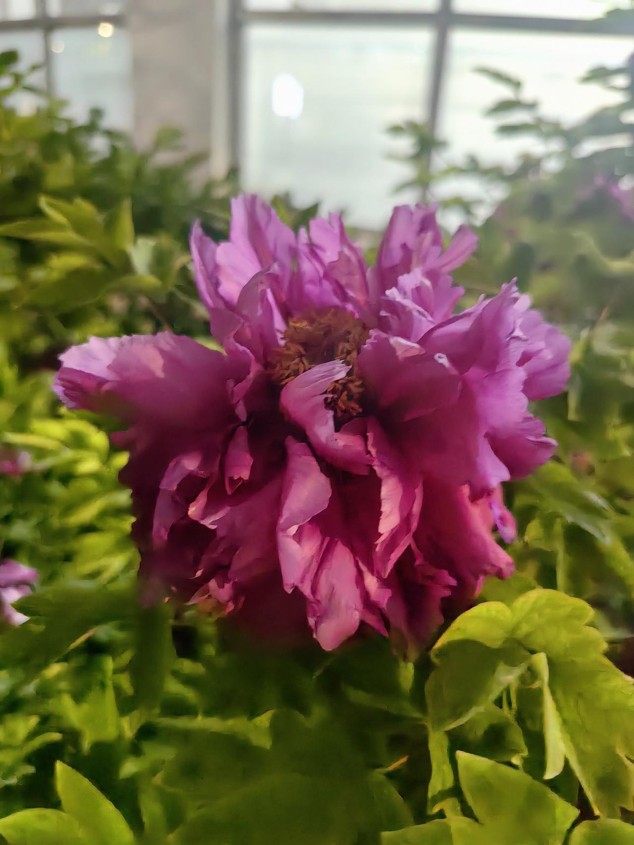 《牡丹三韵》
紫袍盛敛皇家气，
玉盏轻承日月光。
一抹胭脂添暖意，
三春绝色尽流