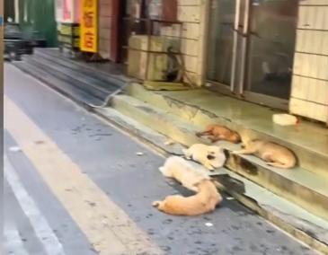 河南一烤鸭店老板投喂流浪狗15年，5只小狗自觉排队等投喂走红，老板婉拒全国网购订