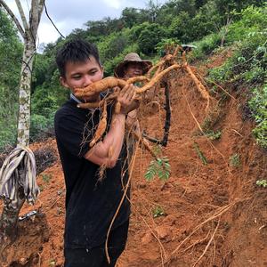 南药村迪丽热巴戟天天