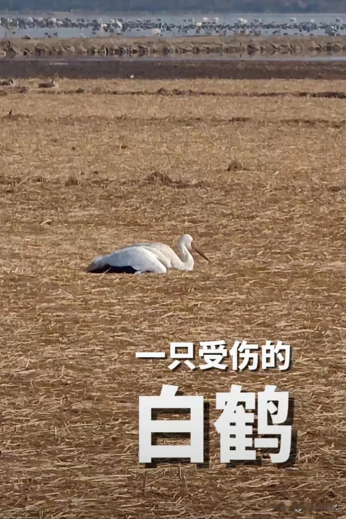 江西余干白鹤洲观鸟奇遇，断脚白鹤挣扎求生。近日，我在余干白鹤洲观鸟时，发现一只白