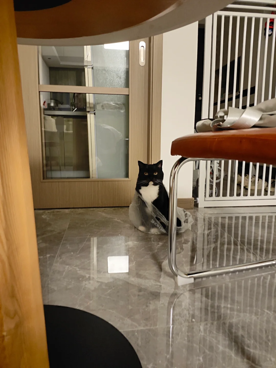 这就是奶牛猫的精神状态吗？