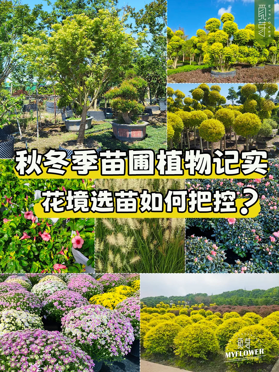 上海秋冬苗圃植物记实｜一步教你如何选苗❗
