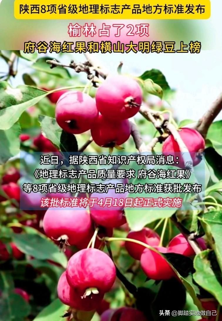 家人们，好消息！咱们榆林又争光啦！🎉
 
陕西刚发布了8项省级地理标志产品标准