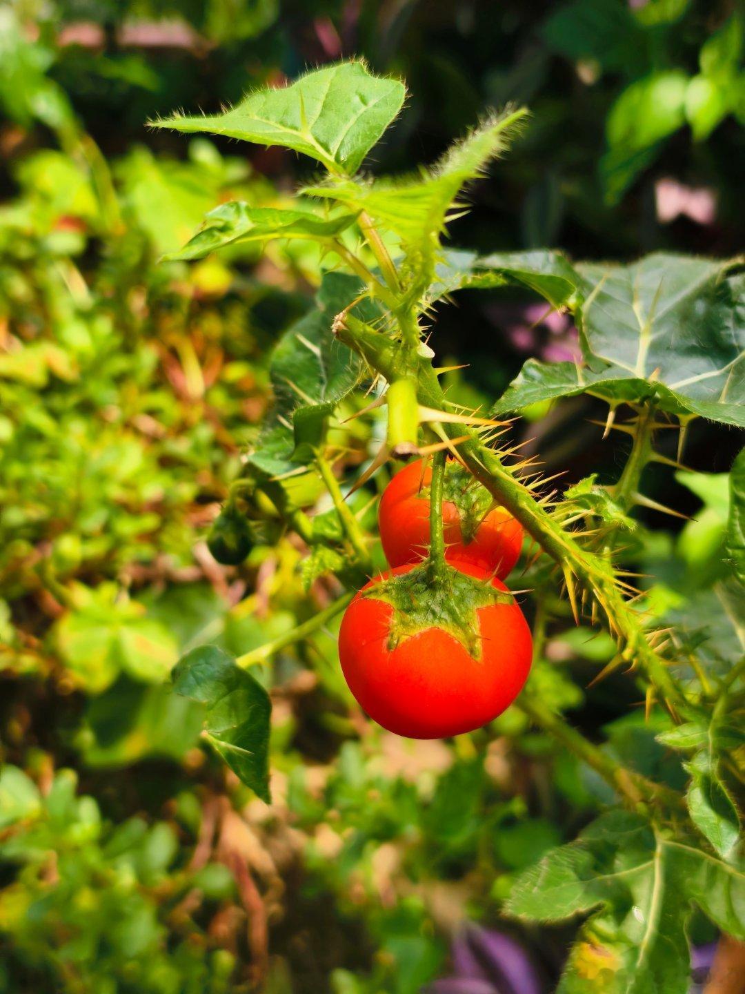 美食中山 最新鲜的五桂山土特产之土茯苓，搭配翠竹蓝天白云和广州过来的学院师生团建