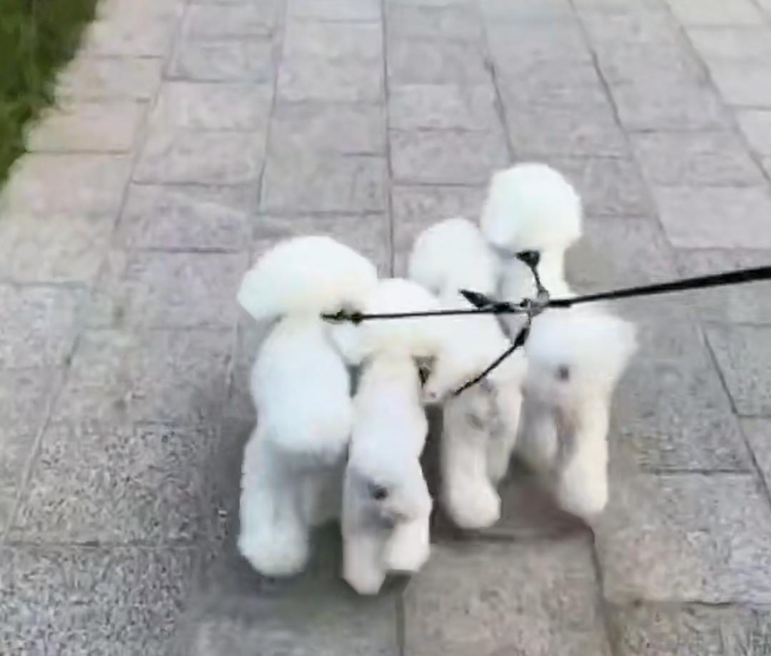 人与狗之间的矛盾，到底是人的问题，还是狗的问题？
归根到底，起因就是养狗人的问题