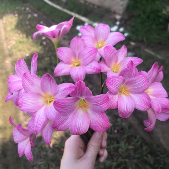 🌸【桃夭风雨兰】粉色浪漫