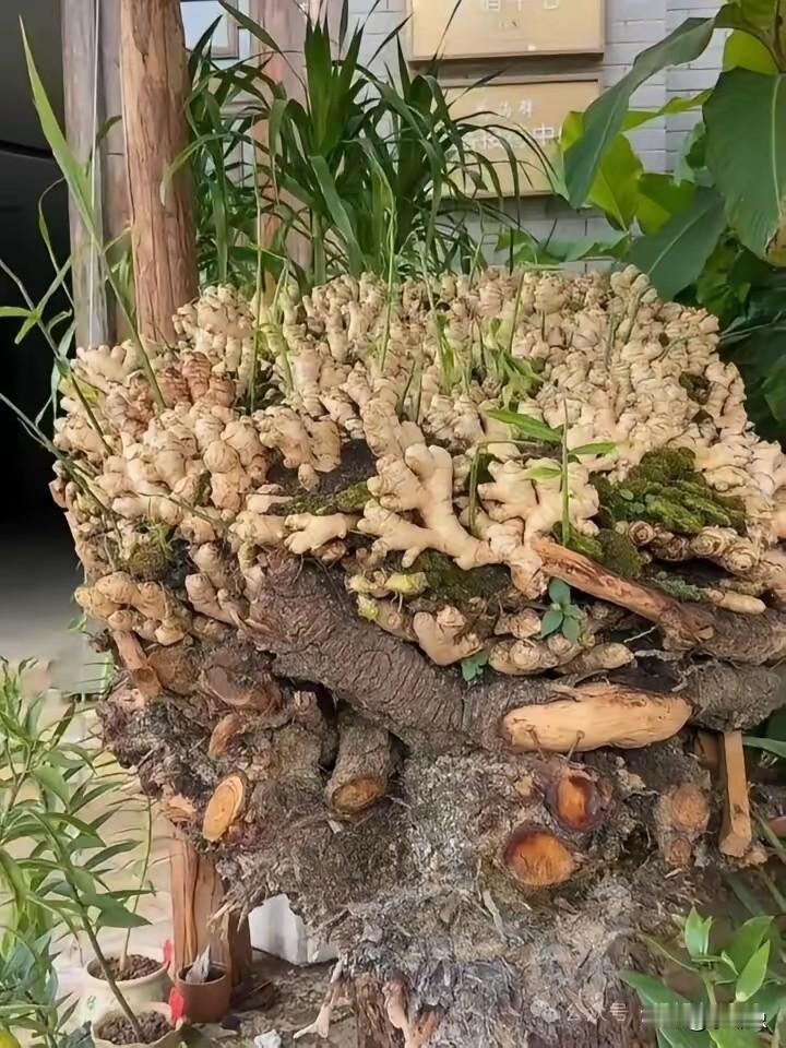 真羡慕，中国人很多爱吃姜！
是人羡慕厨房边有这堆姜，要用姜现摘！
这姜要是放在厨