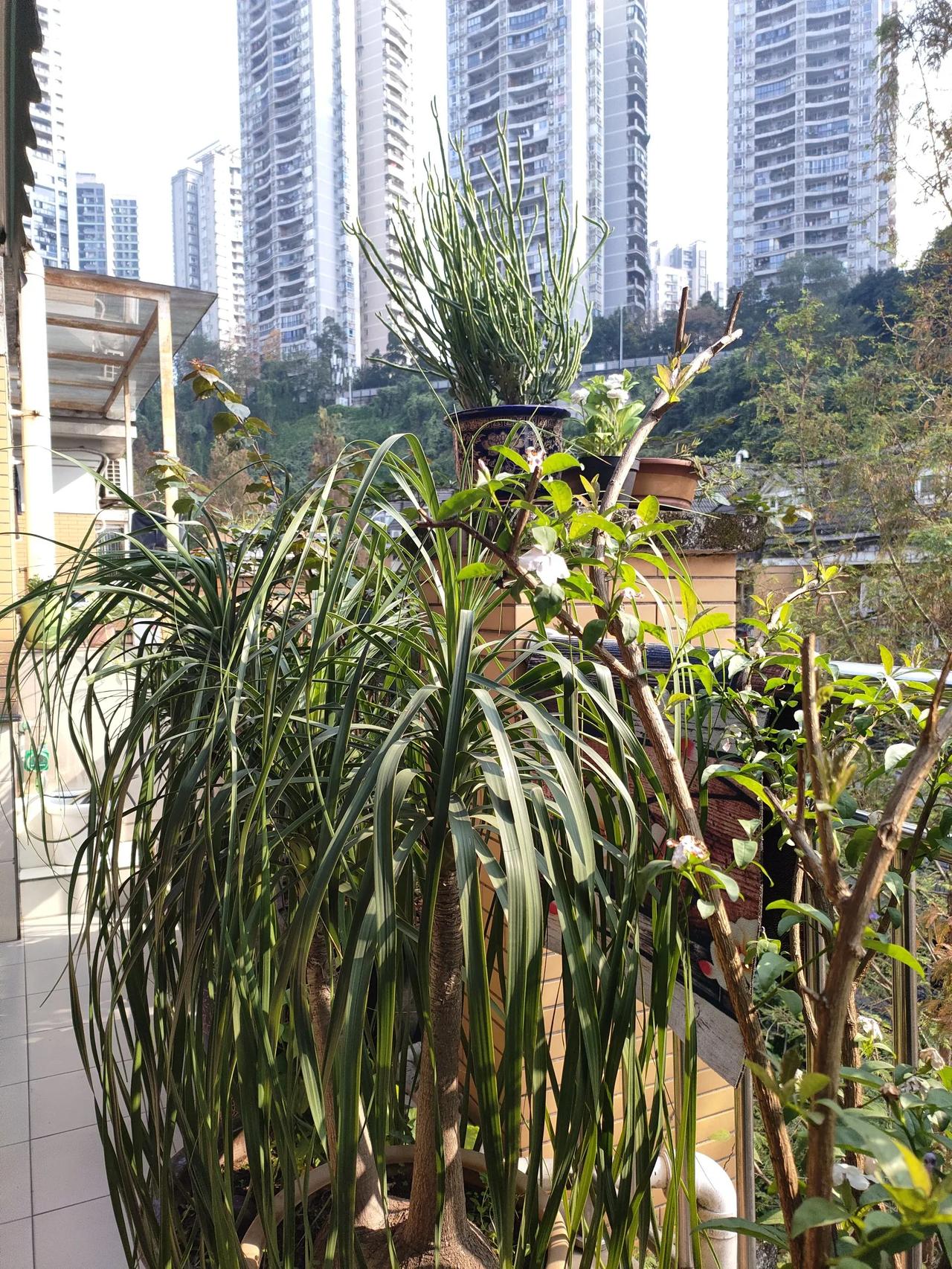 难得的太阳🌞天，坐在自家的凉台上晒太阳，很舒服哦[赞][比心][送自己一朵花]