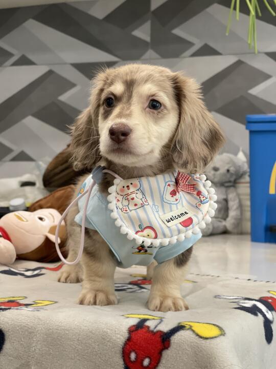 小狗也有烦恼吗？🥺