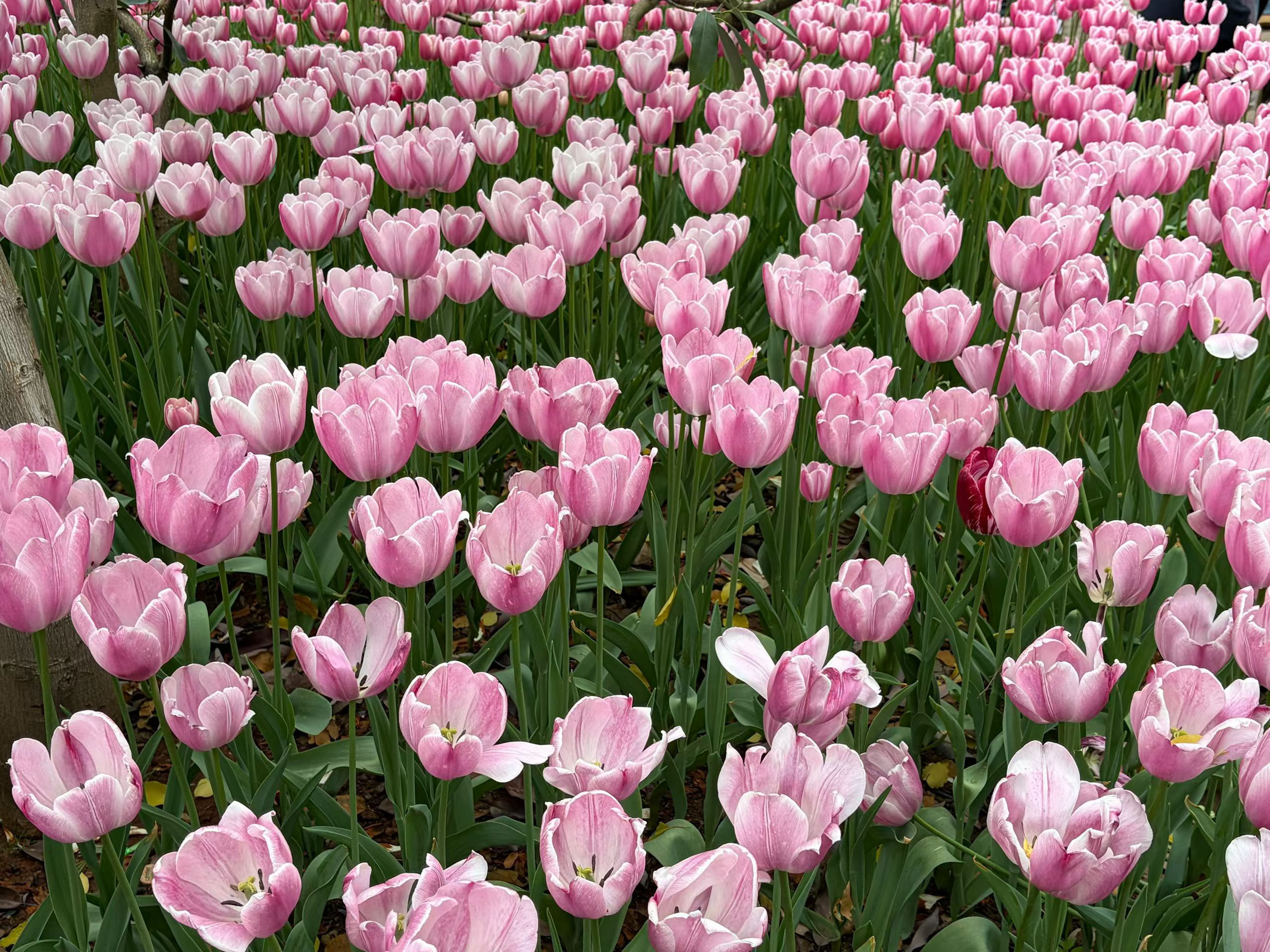 微博年度待改编ip评选pick你心中的改编潜力王 我在，故人间值得昨夜秋风起，今