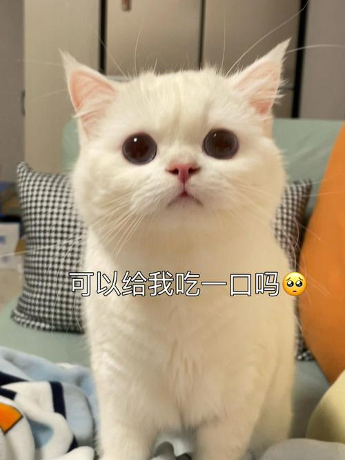 每天一条冷知识 飞机上的航空食品味道会因为高海拔和低湿度的环境而变淡，所以航空公