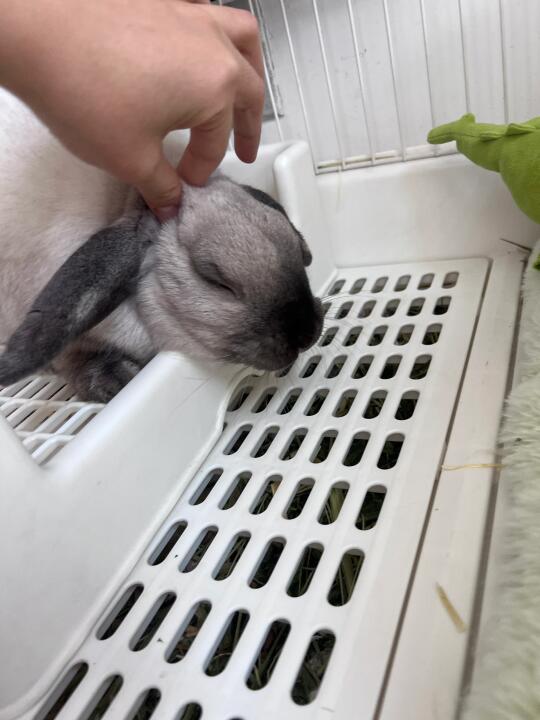 撸兔手法一绝