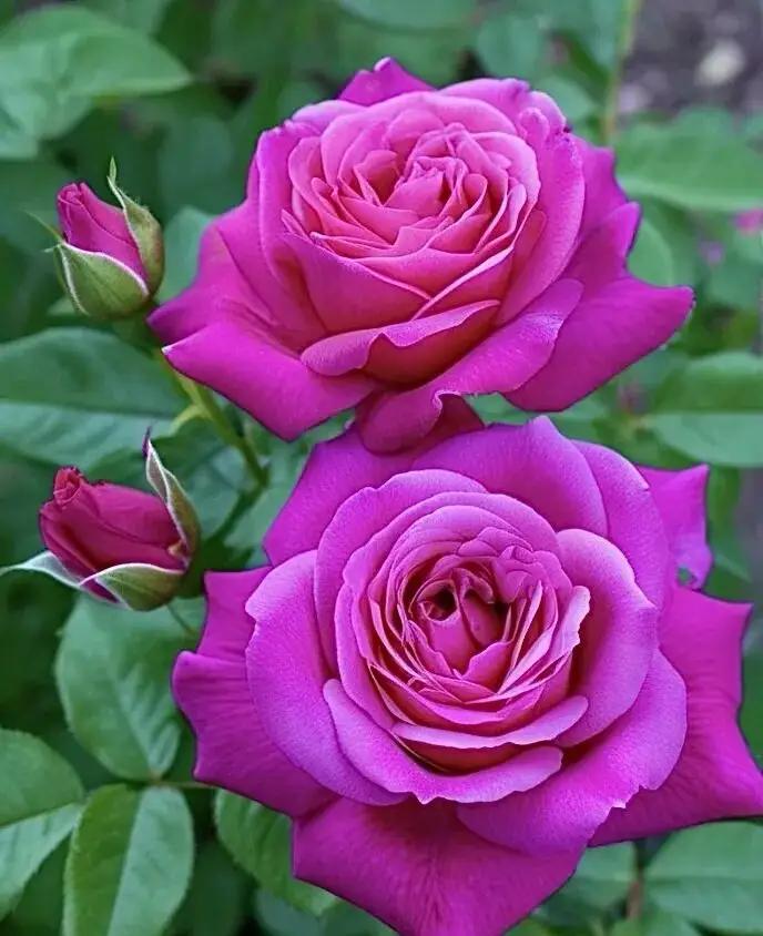 红花富贵
会花开富贵