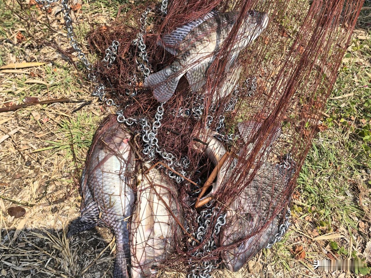 日本自卫队军舰过了台湾海峡后，就有日本网友在网上说，这么多年，中国连台湾都不敢打