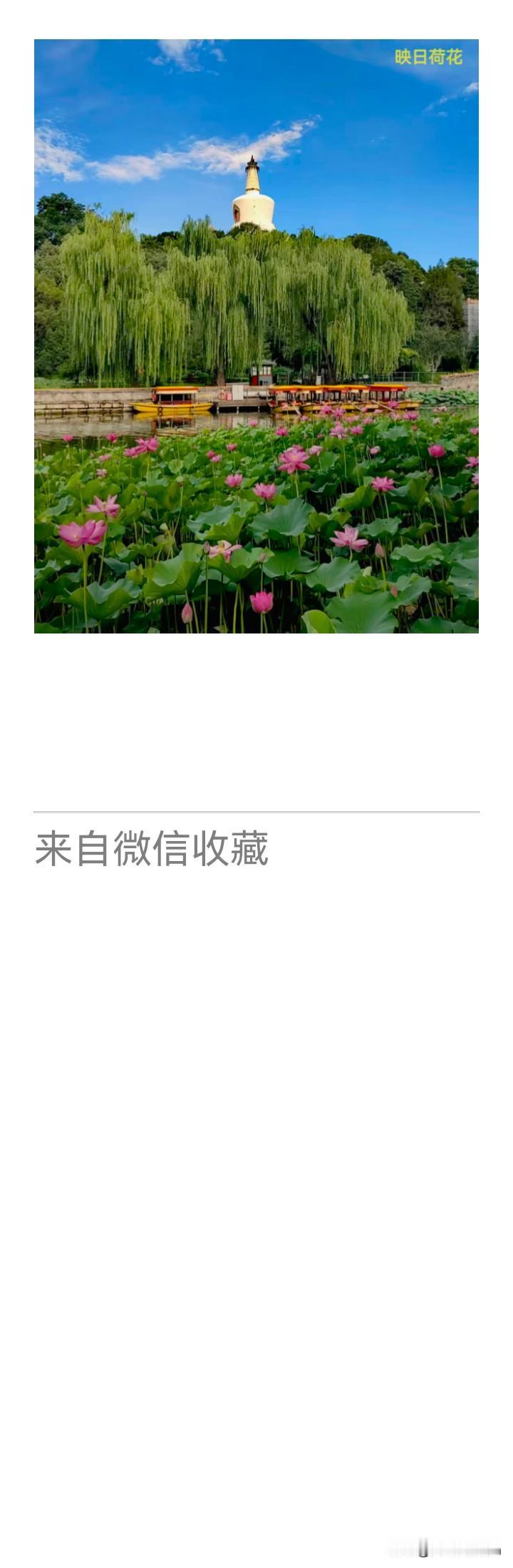 《老乐美拍·北海晨荷》

晴光铺碧沼，
粉靥映浮屠。
塔影涵清浪，
垂丝拂岸蒲。