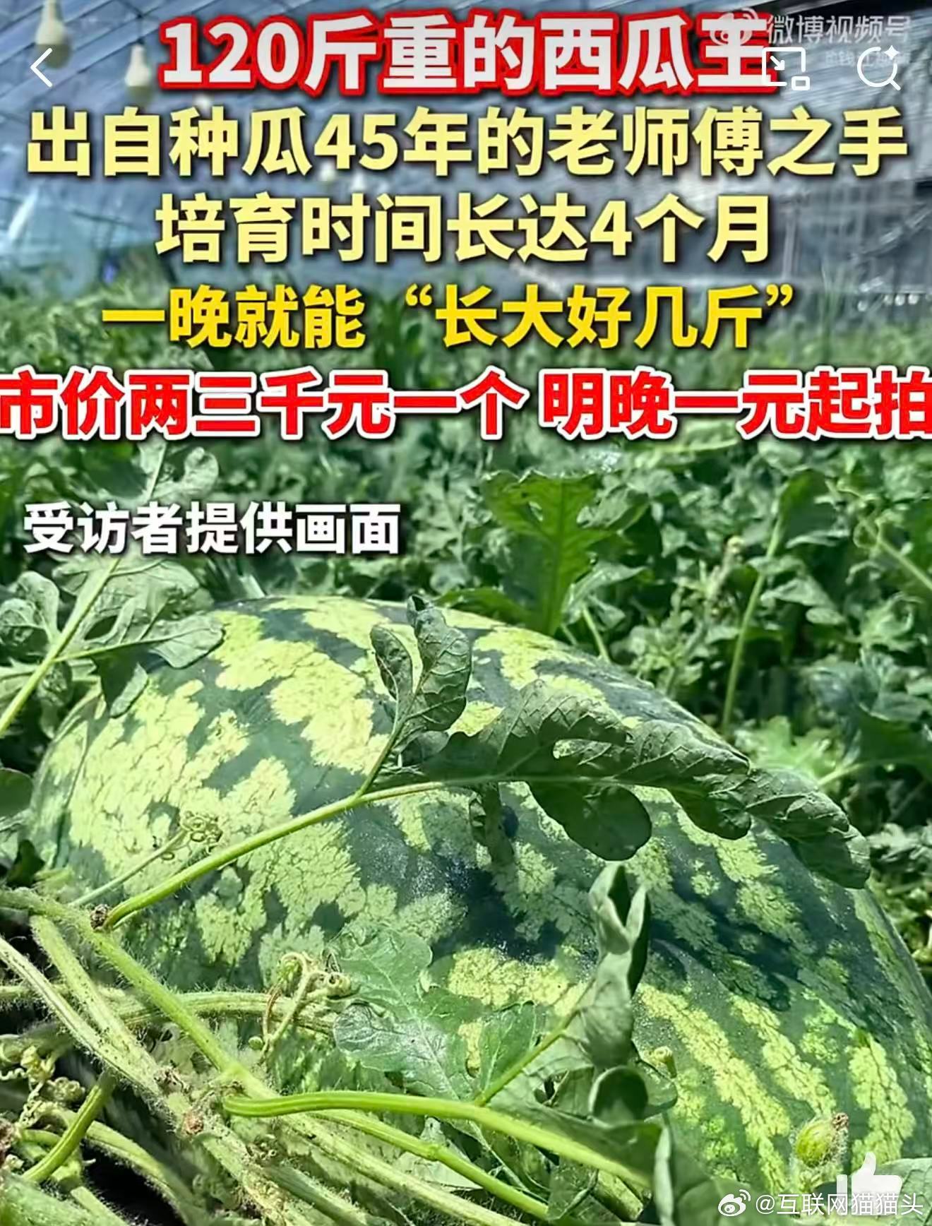 130斤的巨型西瓜曾拍卖到1.3万元能种出上百斤西瓜从不是单凭运气，是四十五年日