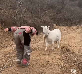 羊羊挺懂事的，还知道轻重![捂脸]