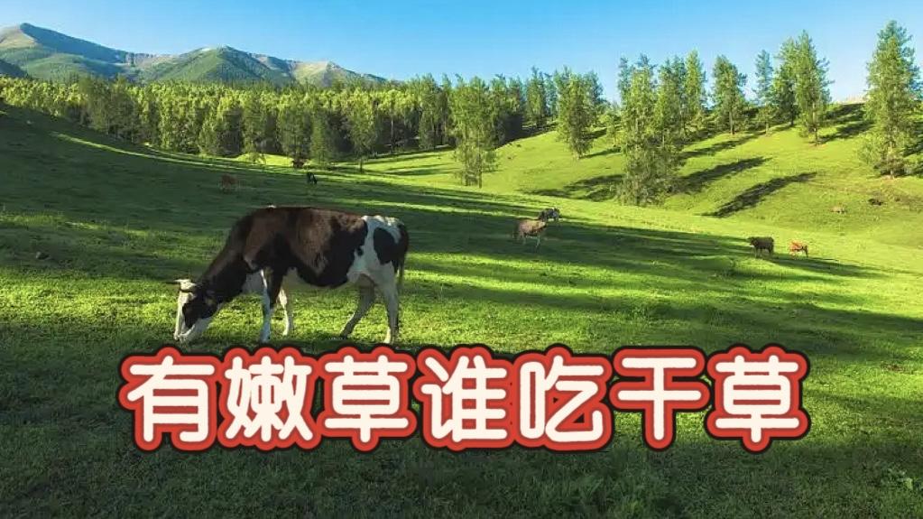 《有嫩草谁吃干草》

上回那个找了00后的80后富婆，问某顺怎么看待虞美人和小男