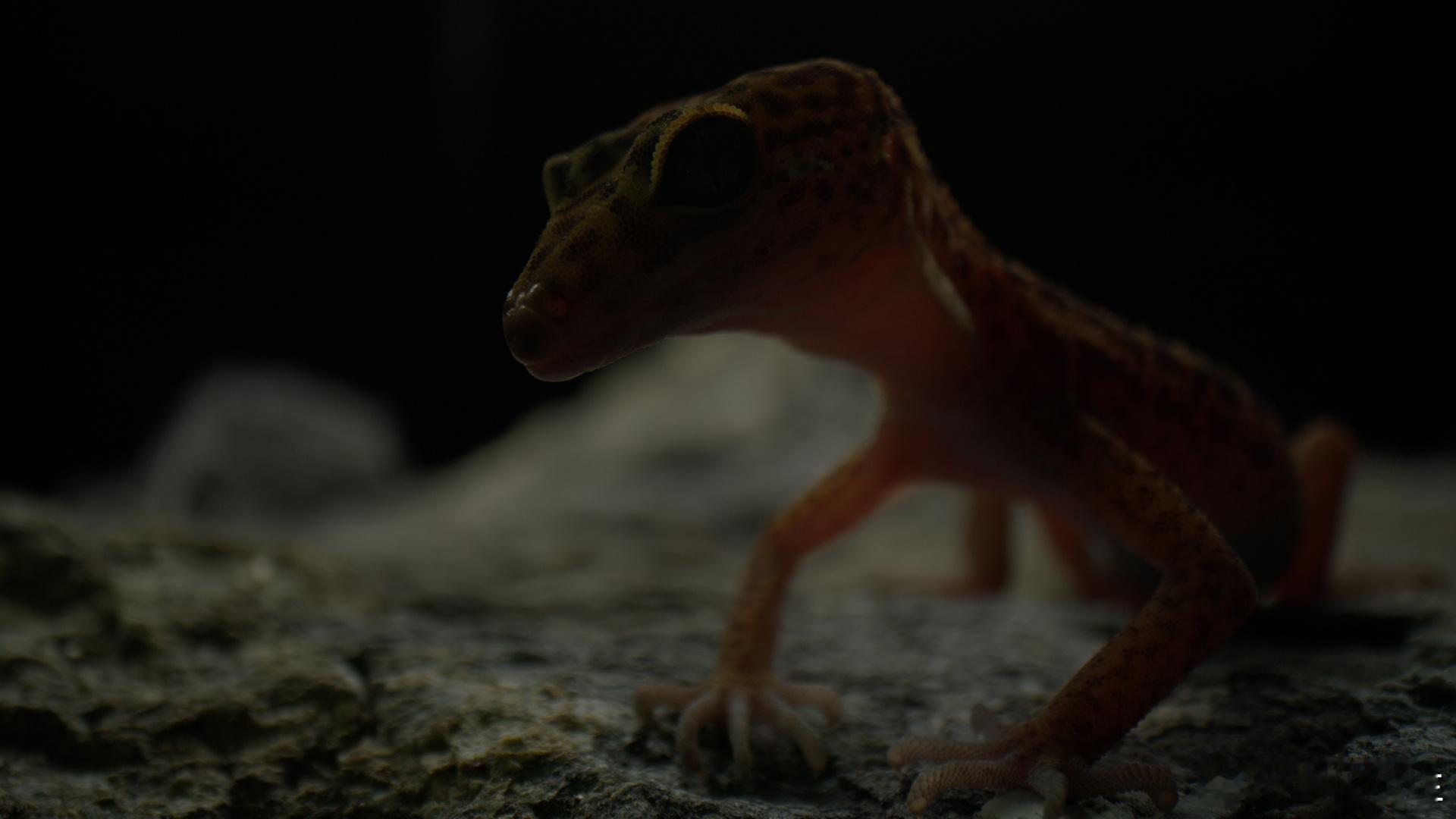 BBC镜头里的野性广东  中华白海豚的 “变色魔法” 太上头！珠江口栖息地见证它