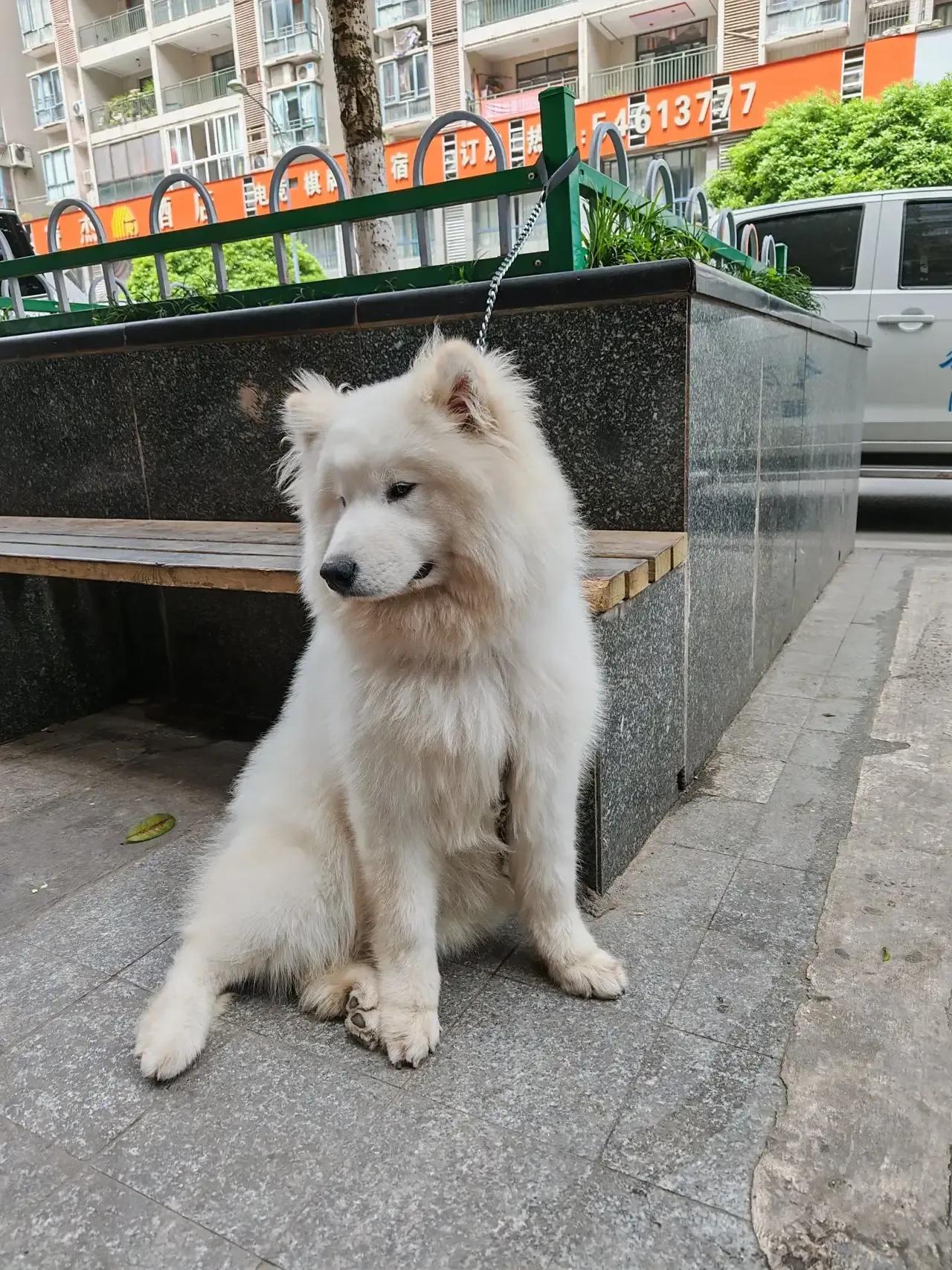 全网最“龟毛”狗子！住酒店必查狗粮才肯睡，萌翻众人引热议
 
近日，一只超有“仪