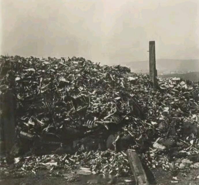 第一次世界大战 这张黑白照片记录的是战争结束后堆积如山的阵亡者遗骸，这些遗骸因战