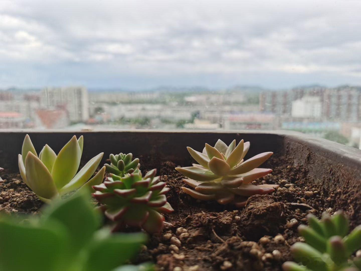 今日份拍照打卡，凉爽的风和小小花盆里那生机勃勃的绿植！ 