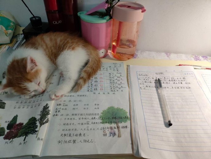 时间的参照物是变大的猫咪 