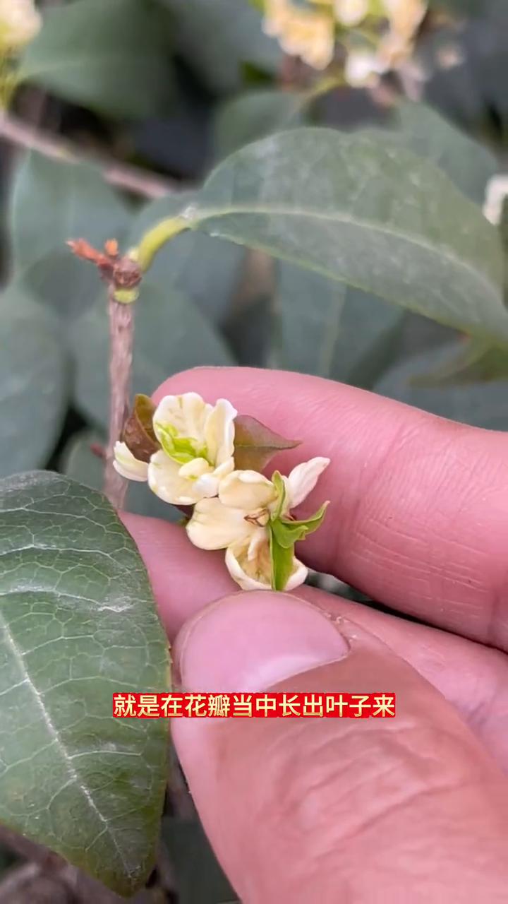 天香台阁台阁现象。
跟花友们分享一下关于天香台阁台阁的现象是什么样子的，老花友应