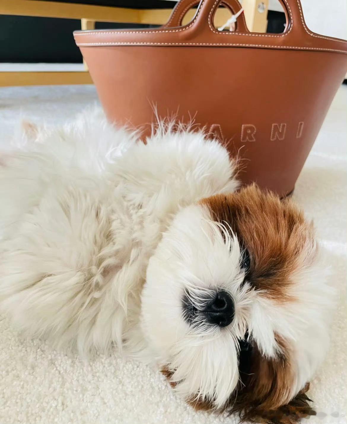 想碎觉～ 