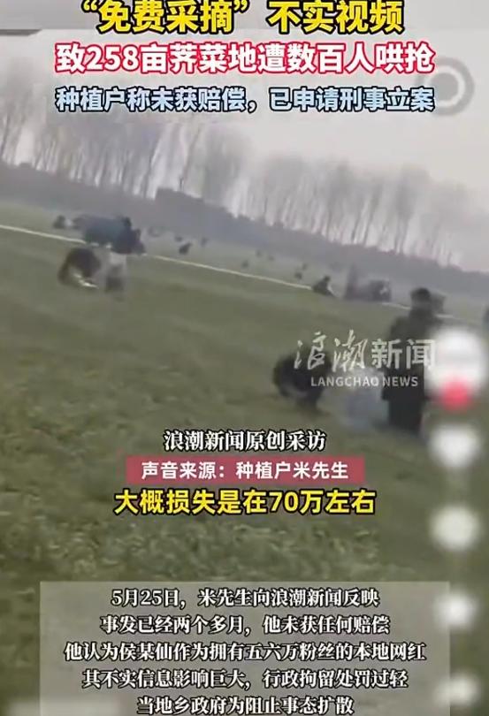 “这种网红太可恨！”河南安阳，男子租地种了约258亩荠菜，眼看快收了，一熟人告诉