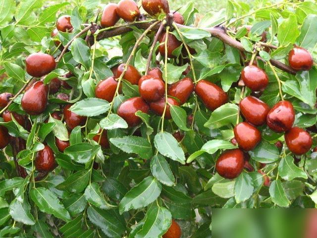 谁懂啊！现在刷到小院儿种果树的视频，直接戳中中国人刻在DNA里的热乎劲儿！最近好