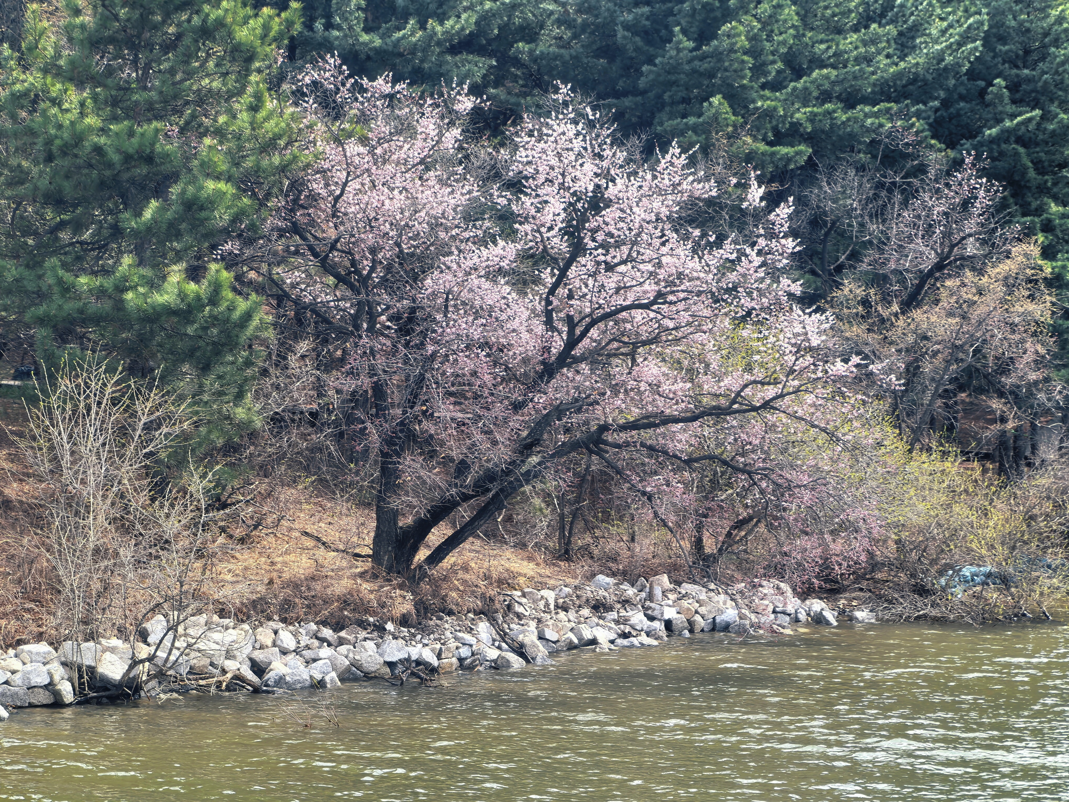 🌲五一康养度假首选吉林 躲进长春“城市绿肺”净月潭，96%森林覆盖率洗肺醒神！