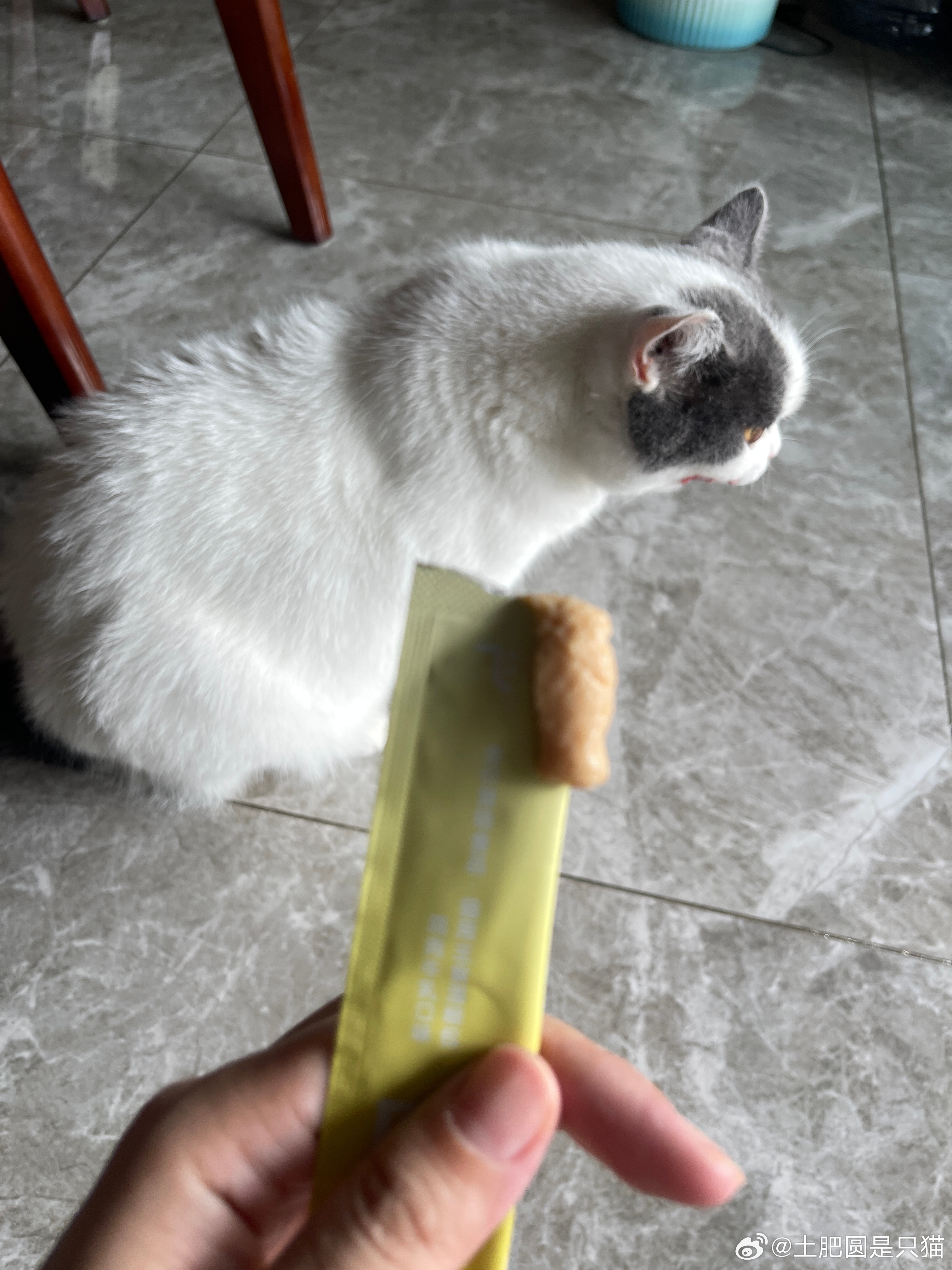 也不知道他们家的猫现在都什么脾气，本来吃猫条吃得呱呱香呢，就因为妈妈说了一句“现